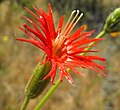 Silene laciniata