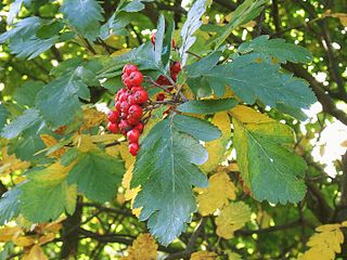 <i>Hedlundia hybrida</i> Hybrid species of tree