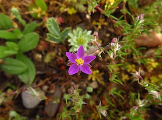 <i>Spergularia purpurea</i> Species of plant