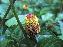 A yellow flower surrounded by leaves