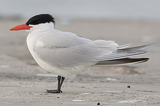 <span class="mw-page-title-main">Caspian tern</span> Species of bird