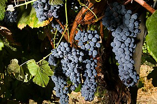 <span class="mw-page-title-main">Thomcord</span> Grape varietal