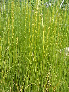 Juncaginaceae Family of aquatic plants