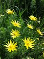 Frühlings-Adonis (Adonis vernalis), in Österreich gefährdet