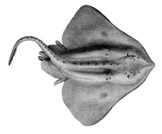 <span class="mw-page-title-main">Skate (fish)</span> Family of fishes