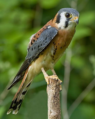 <span class="mw-page-title-main">American kestrel</span> North American falcon species