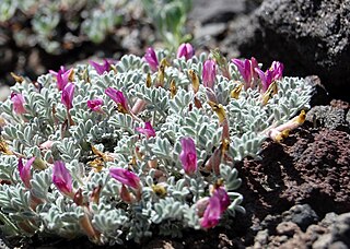 <i>Astragalus purshii</i> Species of legume