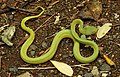 Trimeresurus gramineus