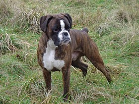 Mâle pure breed boxer