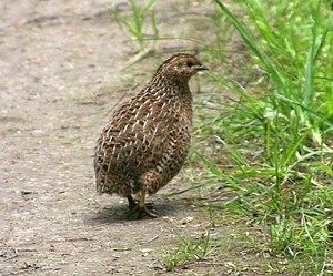 pogo, Coturnix ypsilophora