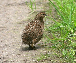 <span class="mw-page-title-main">Old World quail</span> Several species of pheasant like birds