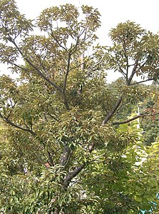 Castanopsis sieboldii Castanopsis sieboldii2.jpg