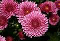 * Nomination Mum (Chrysanthemum sp.) flower, Ontario, Canada --Relic38 01:04, 12 November 2007 (UTC) * Promotion A bit crowded but the main flower is well lit and focussed. Dori - Talk 00:57, 16 November 2007 (UTC)