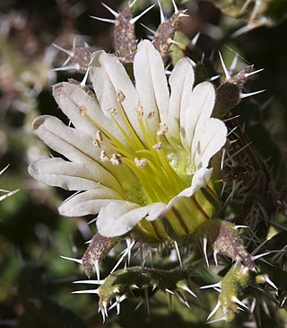 <i>Codon</i> (plant) Genus of flowering plants