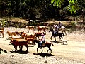 Español: Sabaneros English: Costa Rican cowboys