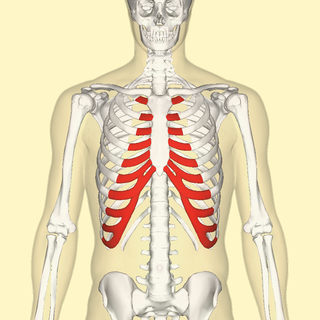 <span class="mw-page-title-main">Costal cartilage</span> Resilient, smooth, glass-like tissue at the front ends of ribs in vertebrates