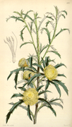 Banksia squarrosa