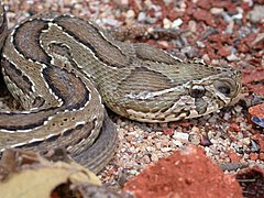 Kettenviper Daboia russelii