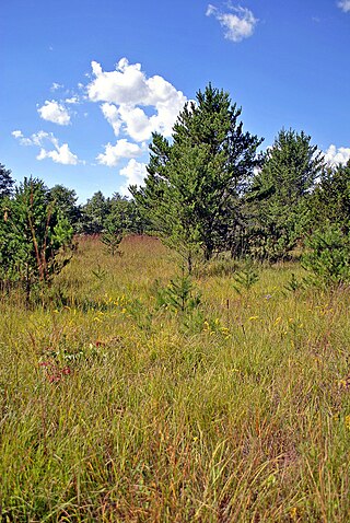 <span class="mw-page-title-main">Dunnville Barrens State Natural Area</span> State-protected natural area in Dunn County, Wisconsin