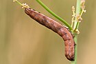 Dypterygia scabriuscula (Raupe einer Trauereule) [D]