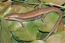 January 22: the skink Eutropis multifasciata