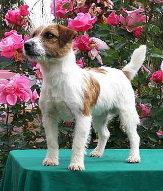 <span class="mw-page-title-main">Russell Terrier</span> Dog breed