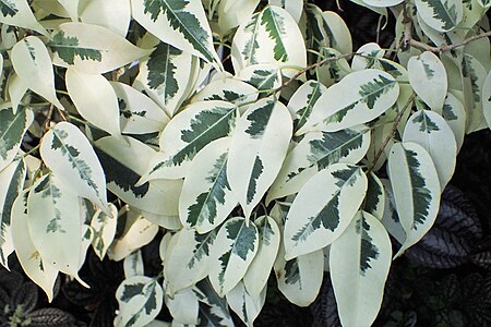 Ficus benjamina 'Starlight' in the Botanic Garden of the Jagiellonian University in Kraków, Poland