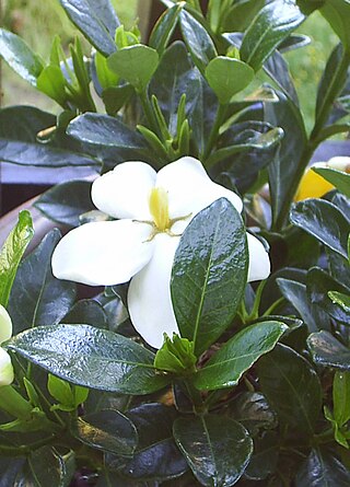 <span class="mw-page-title-main">Gardenieae</span> Tribe of flowering plants in the coffee family Rubiaceae