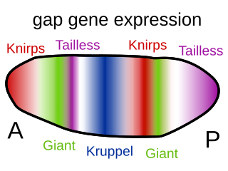 Gap gene