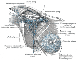 <span class="mw-page-title-main">Axillary lymph nodes</span> Lymph nodes in the human armpit