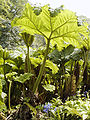 Gunnera about 6½ ft in height