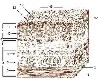 Gastric pits