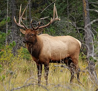 <span class="mw-page-title-main">Elk</span> Species of deer