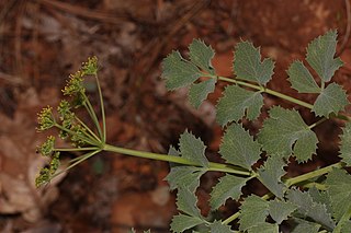 <i>Lomatium howellii</i> Species of flowering plant