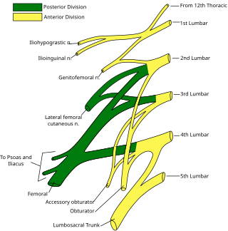 <span class="mw-page-title-main">Lumbar plexus</span> Web of nerves in the lower spine