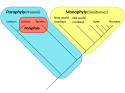 Cladogram of primates, for monophyly, paraphyly, polyphyly