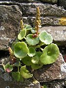 Umbilicus rupestris, exemplo de planta murícola