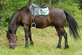 Cheval d'Auvergne monté en randonnée, en 2007