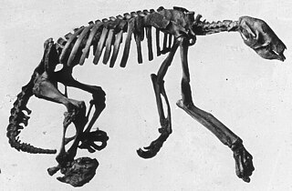 <span class="mw-page-title-main">Nothrotheriidae</span> Extinct family of ground sloths