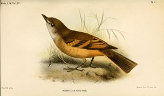 <span class="mw-page-title-main">Rufous-bellied bush tyrant</span> Species of bird