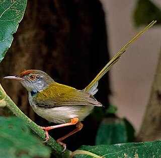 <span class="mw-page-title-main">Tailorbird</span> Genus of birds