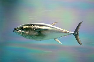 <span class="mw-page-title-main">Pacific bluefin tuna</span> Species of fish