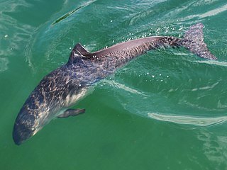 <span class="mw-page-title-main">Porpoise</span> Small cetacean of the family Phocoenidae