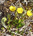 Vääveltulikas (Ranunculus sulphureus)