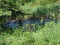 Creek and cattails near Flotten Lake