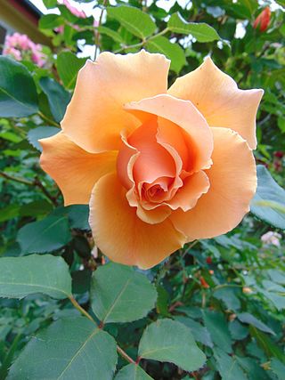 <i>Rosa</i> Just Joey