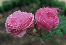 'Louise Odier' Rosa 'Louis Odier'.jpg