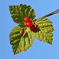 Klettarossaber (Rubus saxatilis)