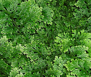 <i>Selaginella</i> Genus of vascular plants in the family Selaginellaceae