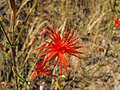 Silene laciniata